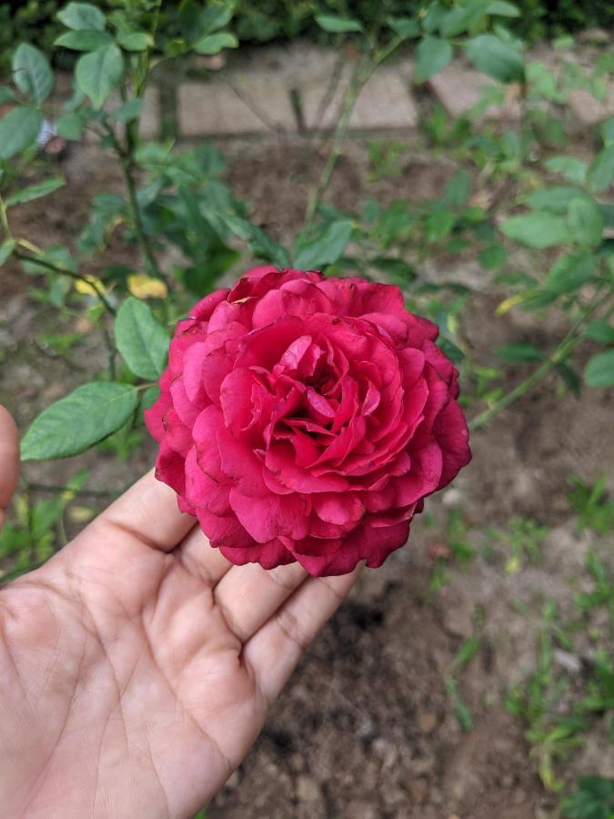 Chi Khu Co OngKim'S Garden别墅 外观 照片